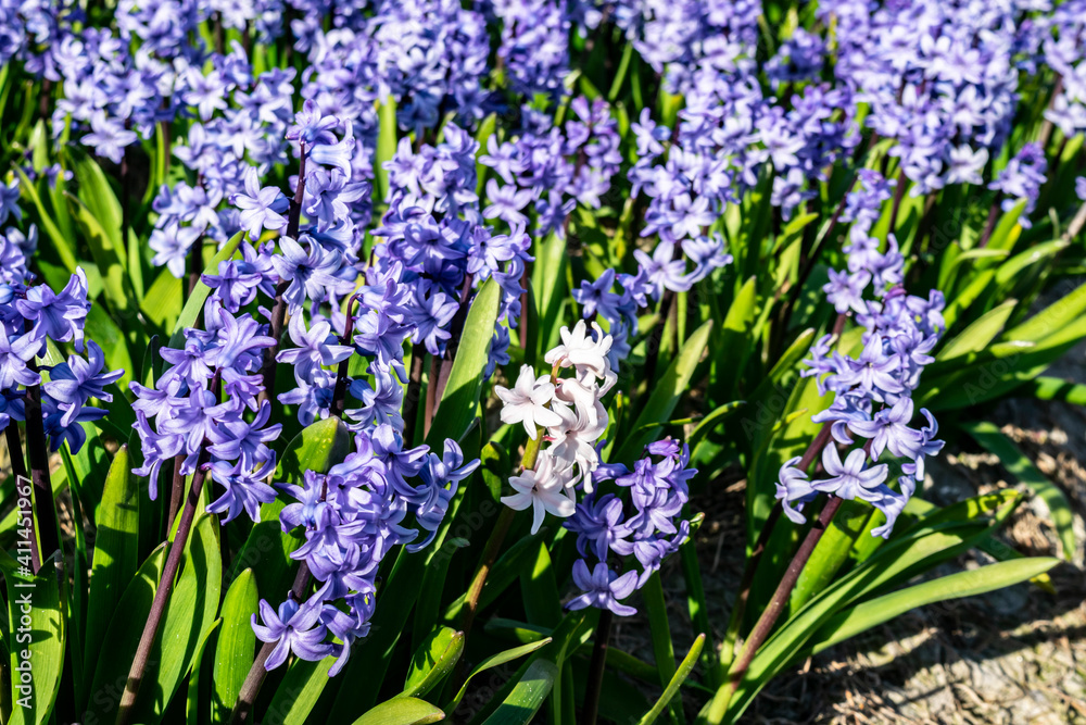 Fototapeta premium Spring flowering purple hyacinths in the garden. One white flower among many blue and lilac flowers at a flower field.