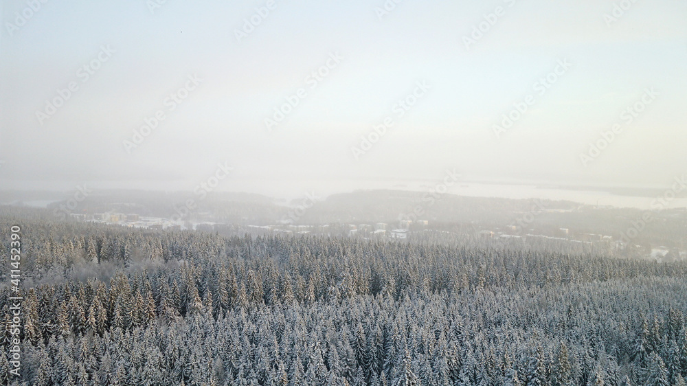 Panoramic view of winter forest on a misty morning
