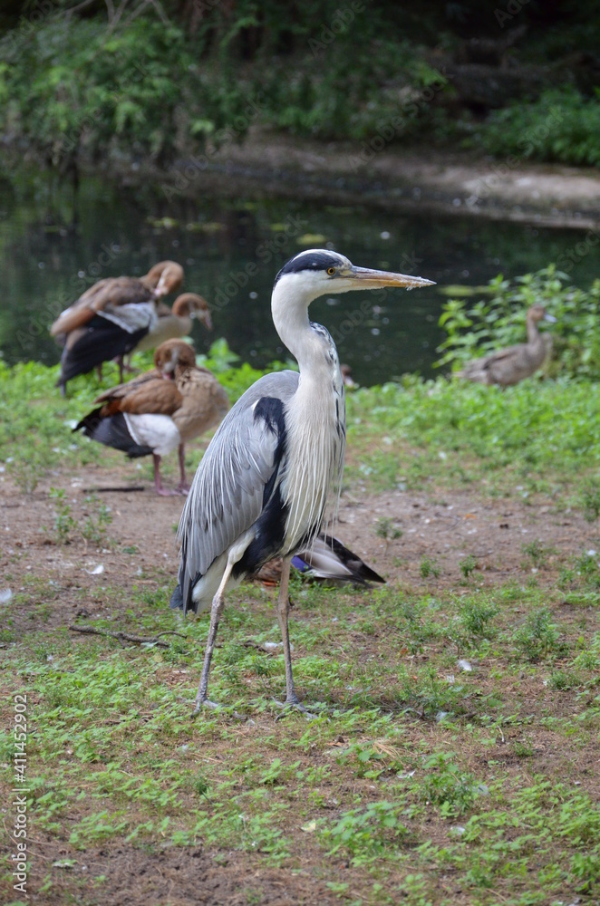 Fototapeta premium grey heron in Frankfurt am Main zoo