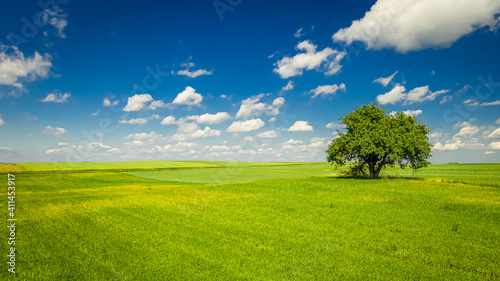 Landscape with one tree on green field and blue sky