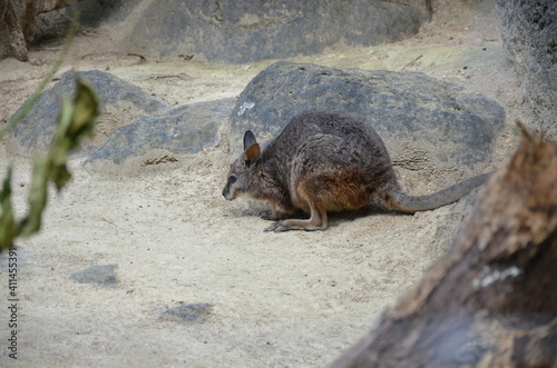 The red-necked wallaby or Bennett's wallaby (Macropus rufogriseus) photo