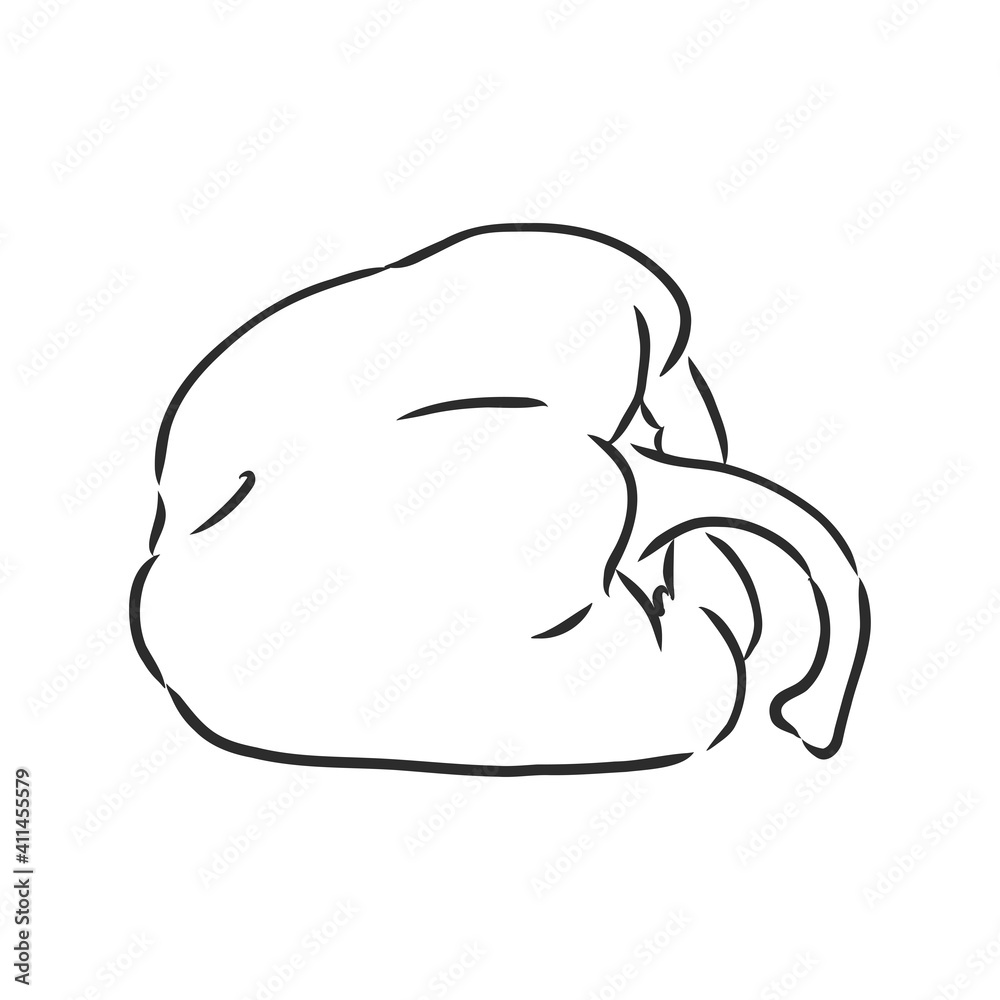 Sweet pepper. Vector hand drawn vegetables isolated on white background. bell pepper, vector sketch illustration Sweet pepper. Vector hand drawn vegetables isolated on white background. bell pepper, vector sketch illustration