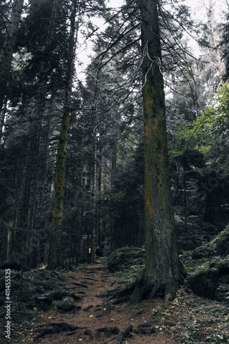 Wallpaper Mural footpath in the woods Torontodigital.ca