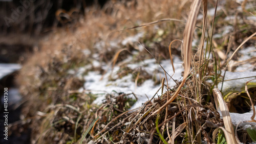 積雪から生える雑草