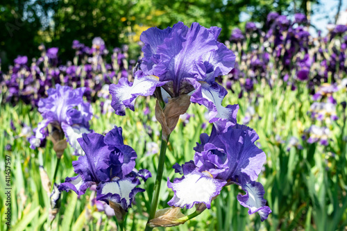 Blue irises with wavy petals in a  flower garden. Summer floral background.