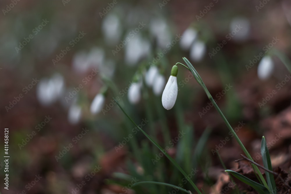 Snowdrop flowers (Galanthus nivalis). In spring, snowdrops bloom in the forest. White snowdrops close up on a blurry background. Snowdrop flowers (Galanthus nivalis). In spring, snowdrops bloom in the forest. White snowdrops close up on a blurry background.