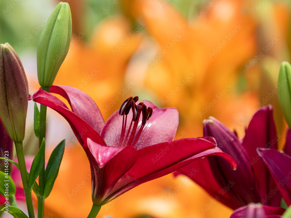 Obraz premium 赤いユリの花