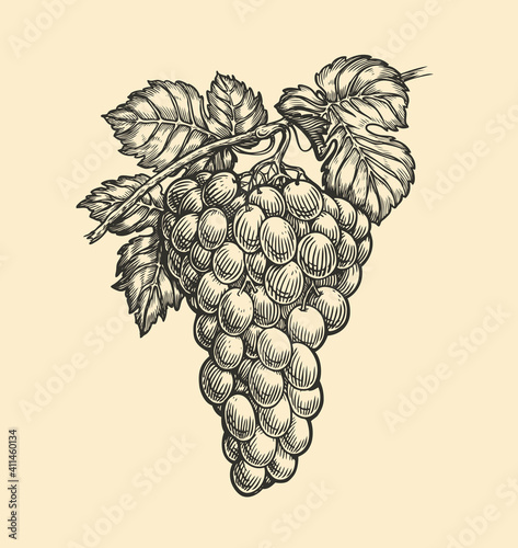Grapes engraving vector. Viticulture drawn sketch illustration