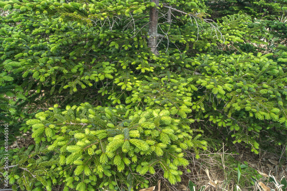 green background of young fir twigs closeup green background of young fir twigs closeup