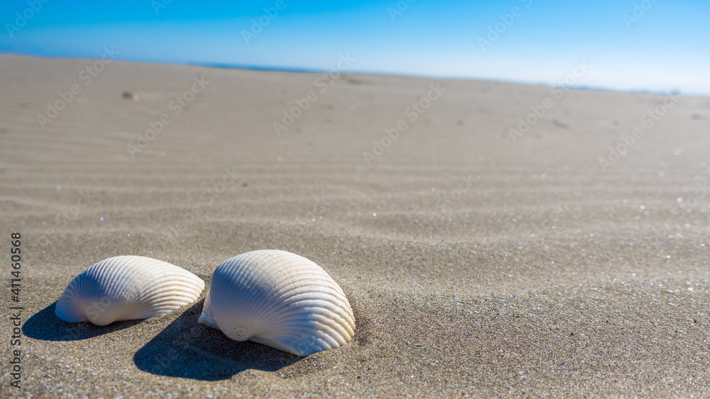 海辺べの砂浜と貝がら 海辺べの砂浜と貝がら