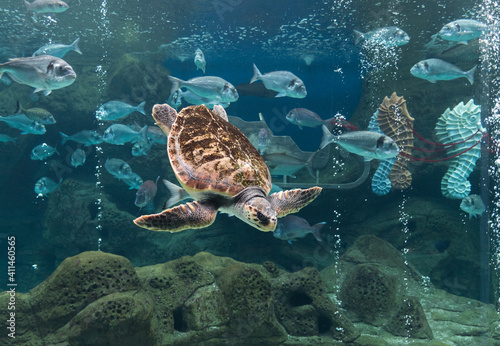 sea turtle swimming in the aquarium through bubbles and other fish