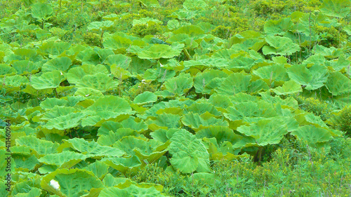 thickets of burdock large on the slope on the island of Shikotan, june 2020