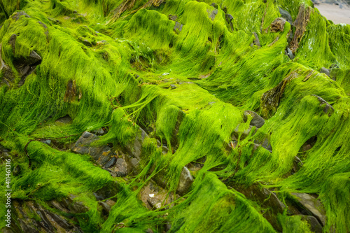 Green algae on a rock