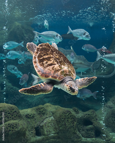 sea turtle swimming among fish and bubbles beautiful close up shot. vivid colors.