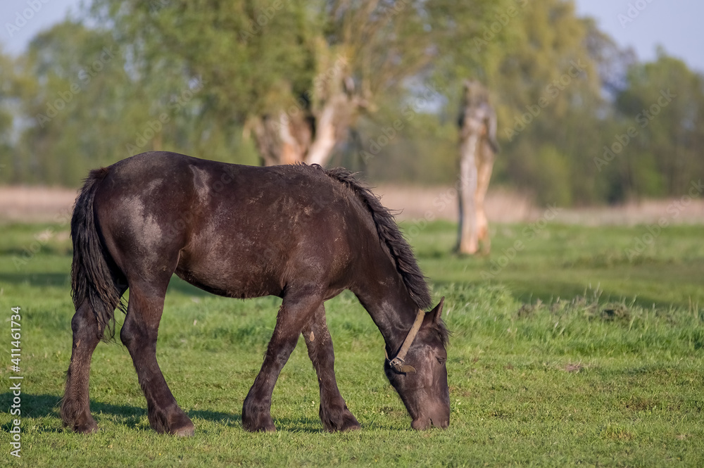 Obraz premium Samotny koń na łące w świetle zachodzącego słońca