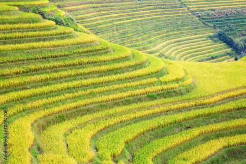 Longji Rice Terraces