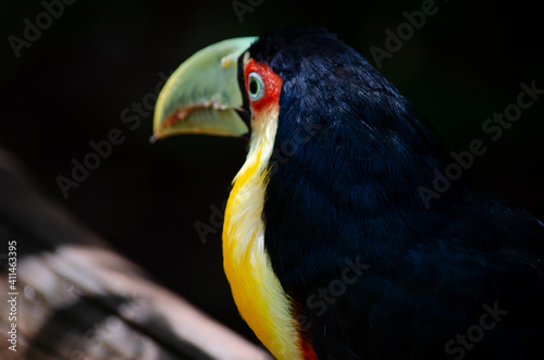 Parco das Aves - Iguazu © Ruediger