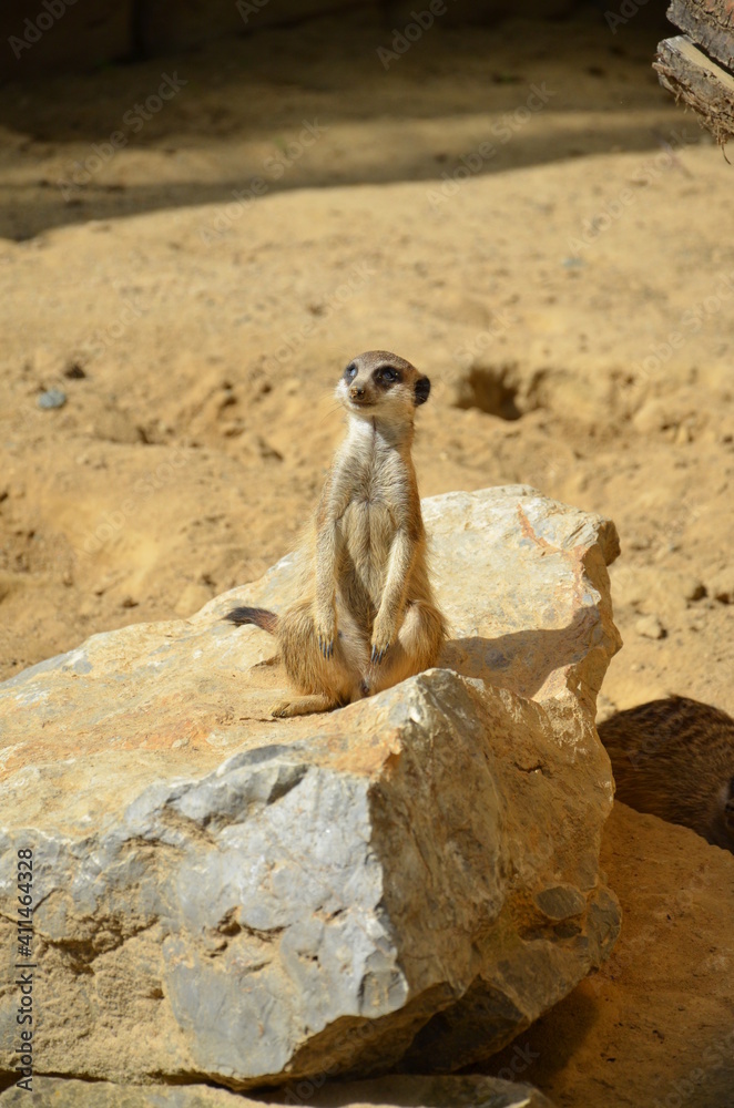 Fototapeta premium Meerkat (Surikate), zoo of Frankfurt am Main, Germany