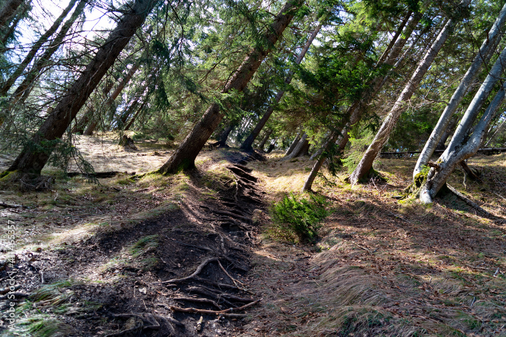 Fototapeta premium Waldstimmung