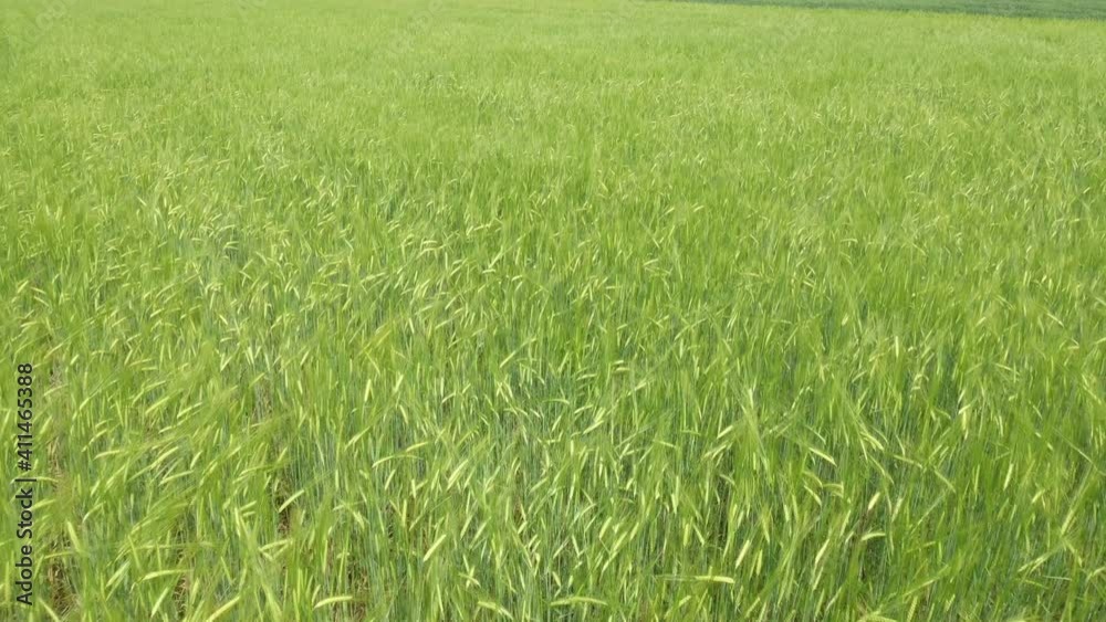 Female farmer agronomist examining cultivated barley crop field,a erial view Female farmer agronomist examining cultivated barley crop field,a erial view