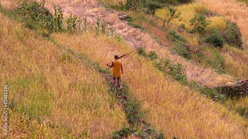 Arbeit in den Reisfeldern 