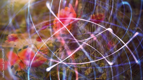 flowers poppy at the fence a stream of luminous particles, a cycle of a stream of luminous particles. light effects moving and flexible lines in abstract style. profit energy meditation