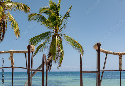 Green palm tree on blue sky background © Markus