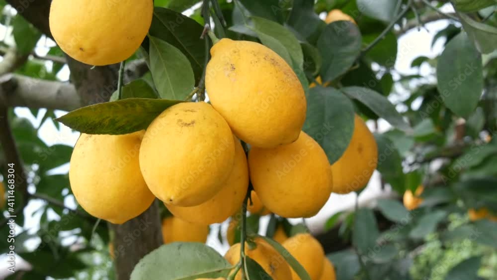 Harvest ripe juicy lemons on a tree in a lemonaria greenhouse. Ripening fruit in the garden. Harvest ripe juicy lemons on a tree in a lemonaria greenhouse. Ripening fruit in the garden.
