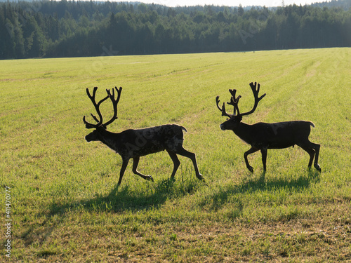 Reindeers on green swedish fjeld in the morning © Tamara Sushko