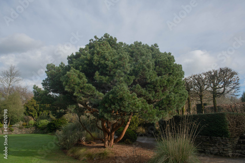 Lush Green Winter Foliage of an Evergreen Conifer Dwarf Scots Pine Tree (Pinus sylvestris 'Chantry Blue') Growing in a Country Cottage Garden in Rural Devon, England, UK