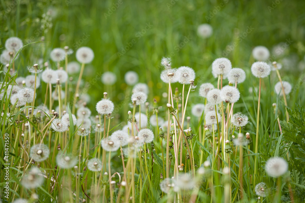 White fluffy dandelions on the lawn in the park. Amazing meadow with wildflowers. Beautiful rural landscape. Selective focus. Spring symbol.
