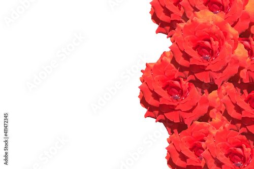 Rose background with copy space for Valentine Day