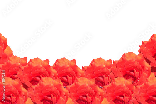 Rose background with copy space for Valentine Day