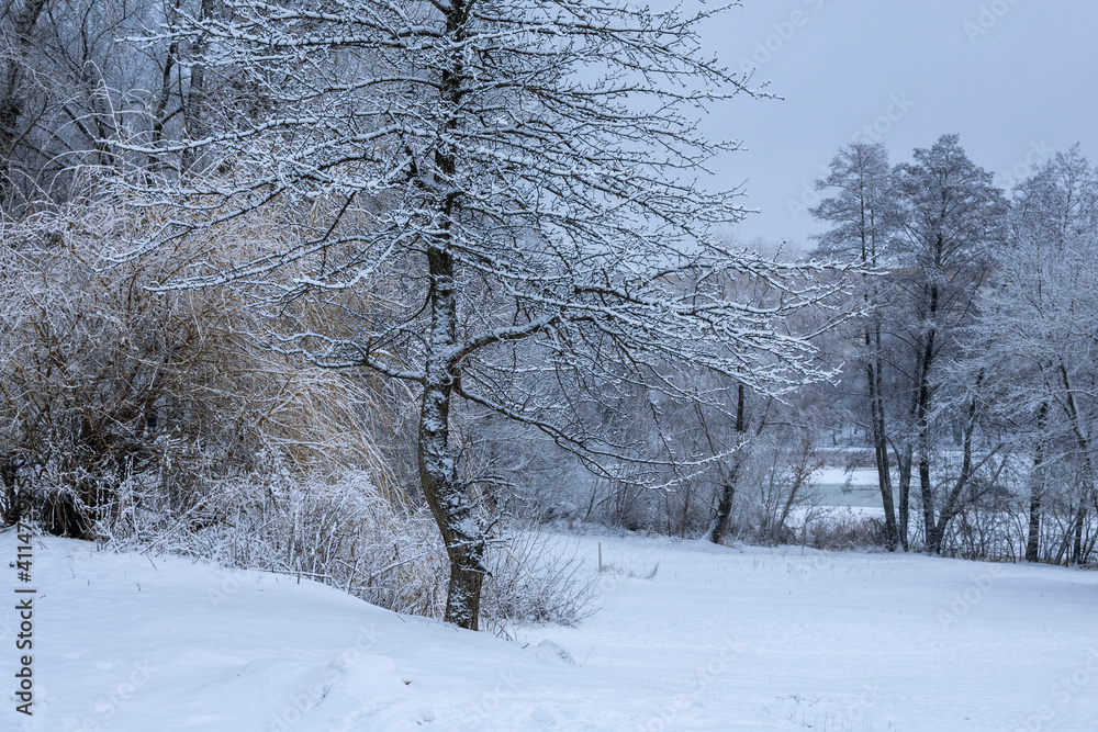 Winter trees covered with snow on the river bank in the city park.
Winter trees covered with snow on the river bank in the city park.