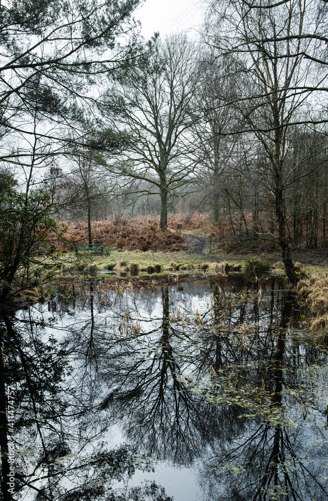 Description
Tree reflection over the pond
Description
Tree reflection over the pond