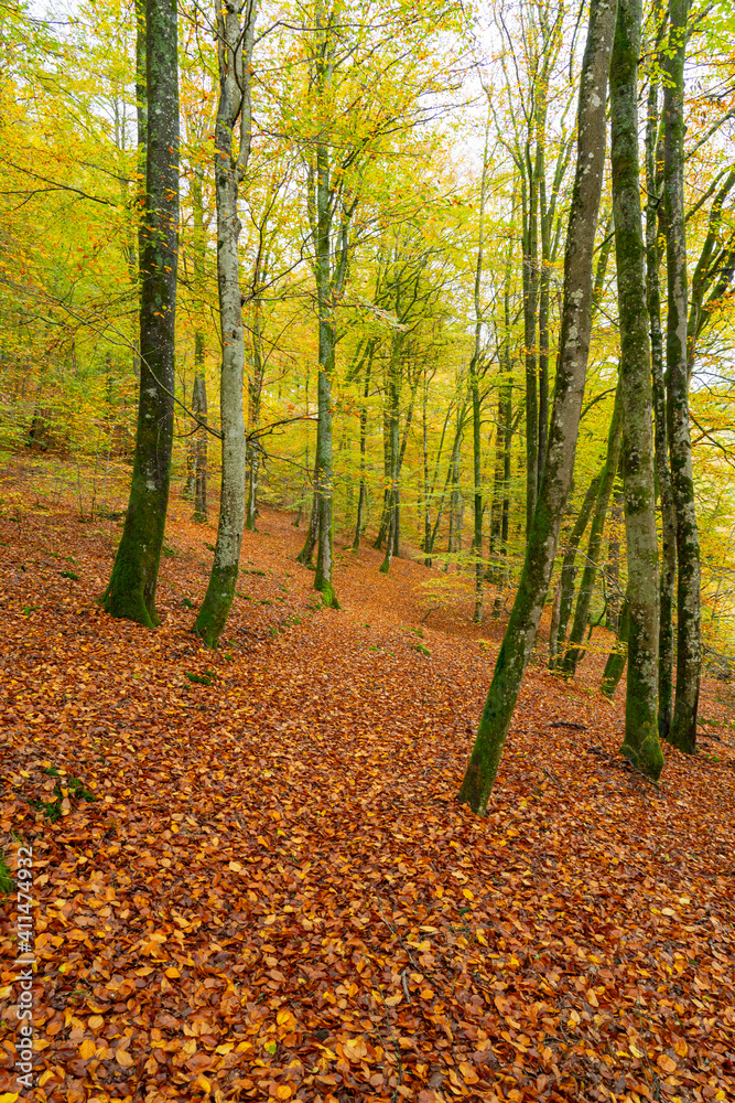 Obraz premium Gefallenes Herbstlaub