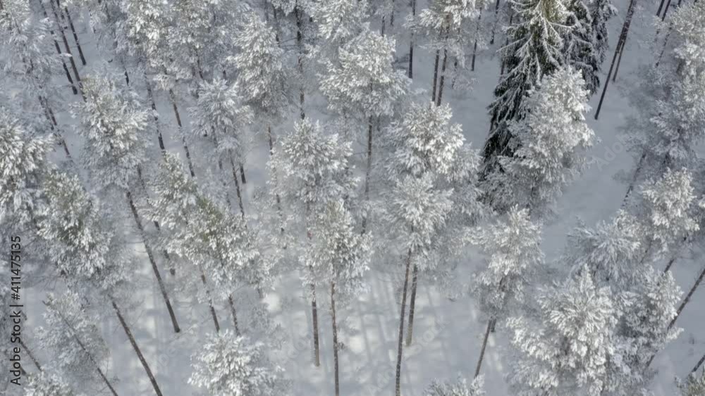Aerial view of snow covered forest Aerial view of snow covered forest