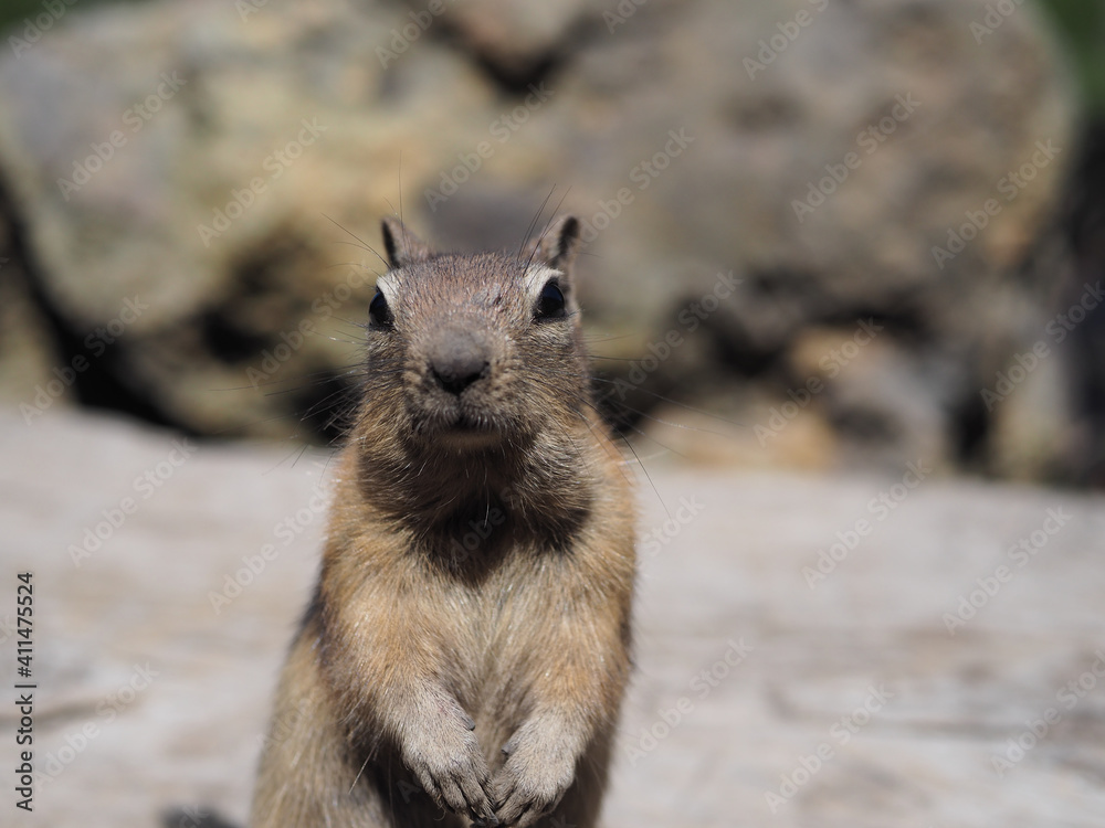 Naklejka premium Close-up of a squirrel