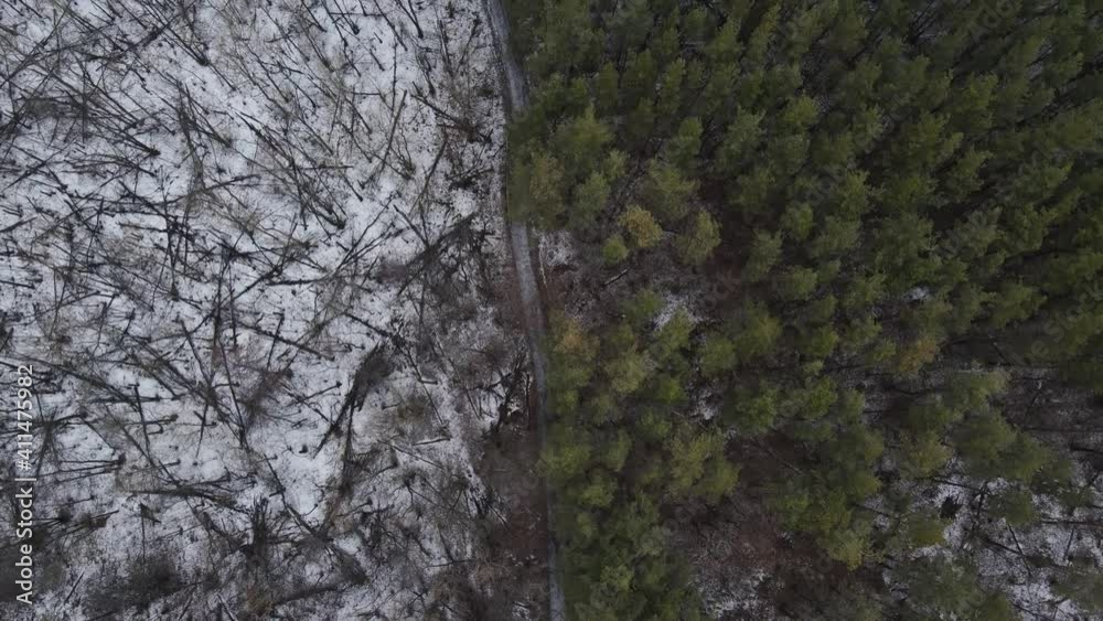 the junction of two different forests of pine and oak. aerial shooting. the junction of two different forests of pine and oak. aerial shooting.