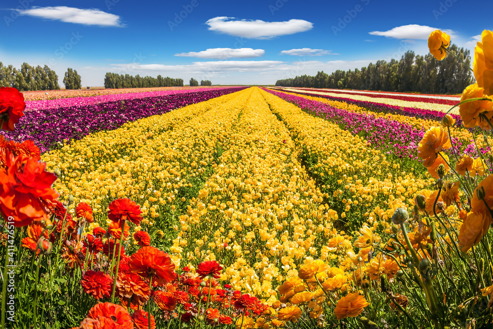 The blooming field