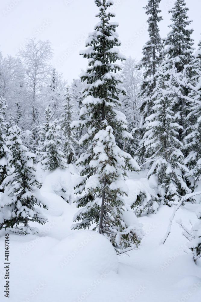 snow-covered trees in the forest in winter snow-covered trees in the forest in winter