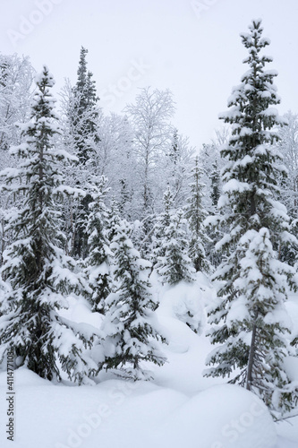 snow-covered trees in the forest in winter