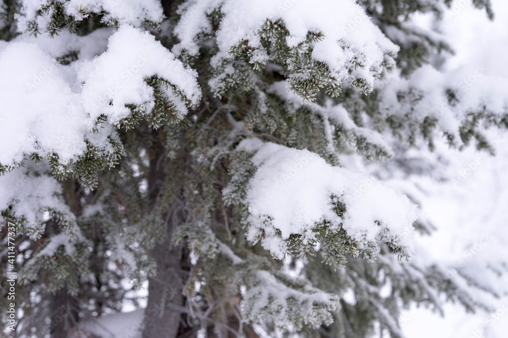 snow-covered trees in the forest in winter snow-covered trees in the forest in winter