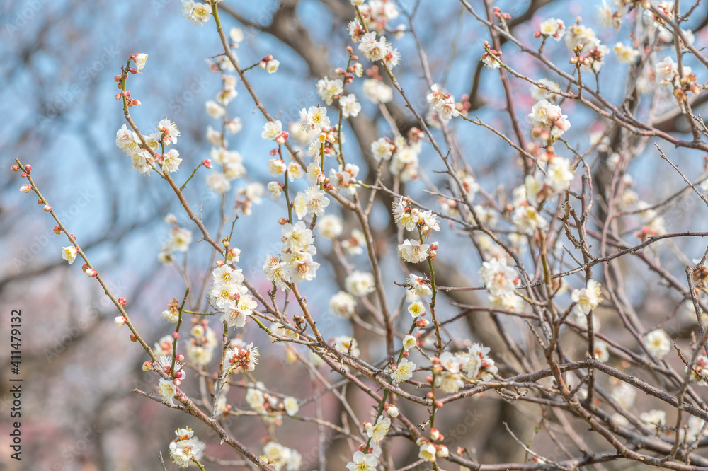 梅　梅の花　めじろ