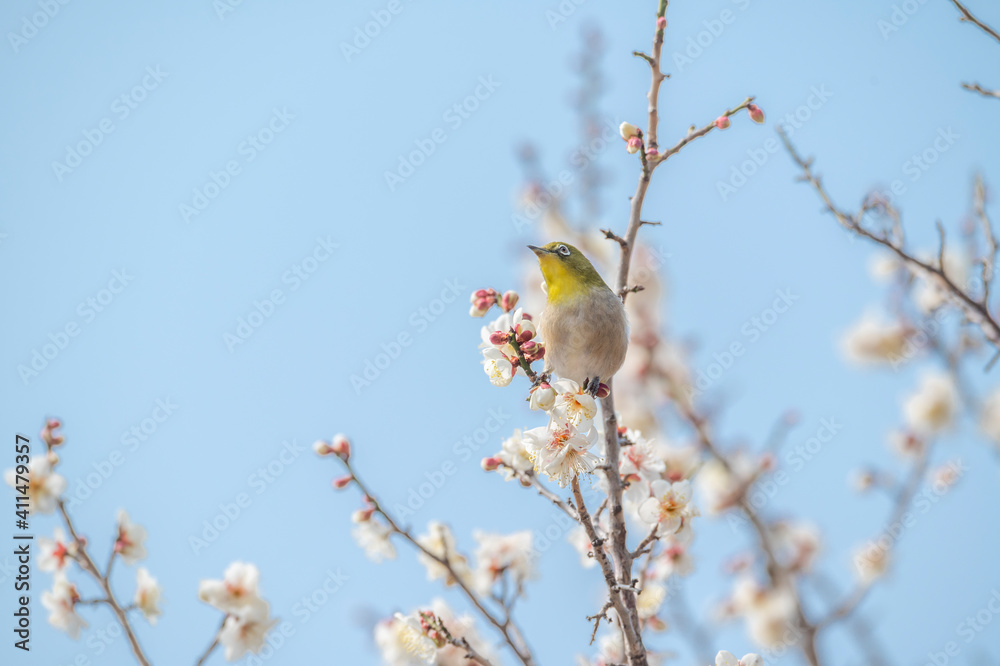 梅　梅の花　めじろ