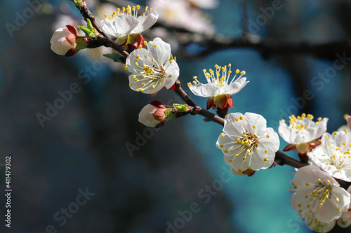 Spring flowers of apricot tree on the branches.
