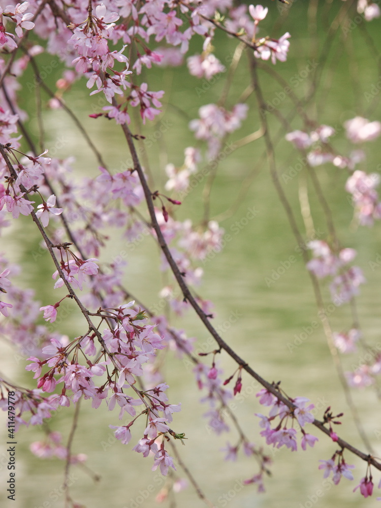 垂れる桜と池面
