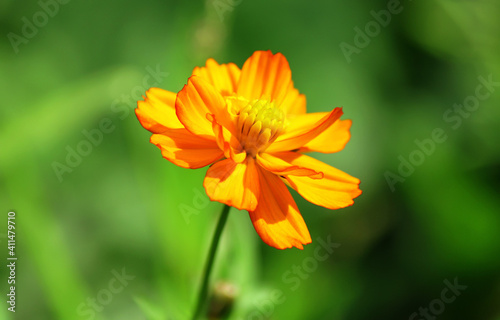 Orange flower on a blurry green background