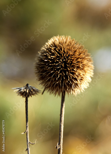 Dry grass ball on a blurry background