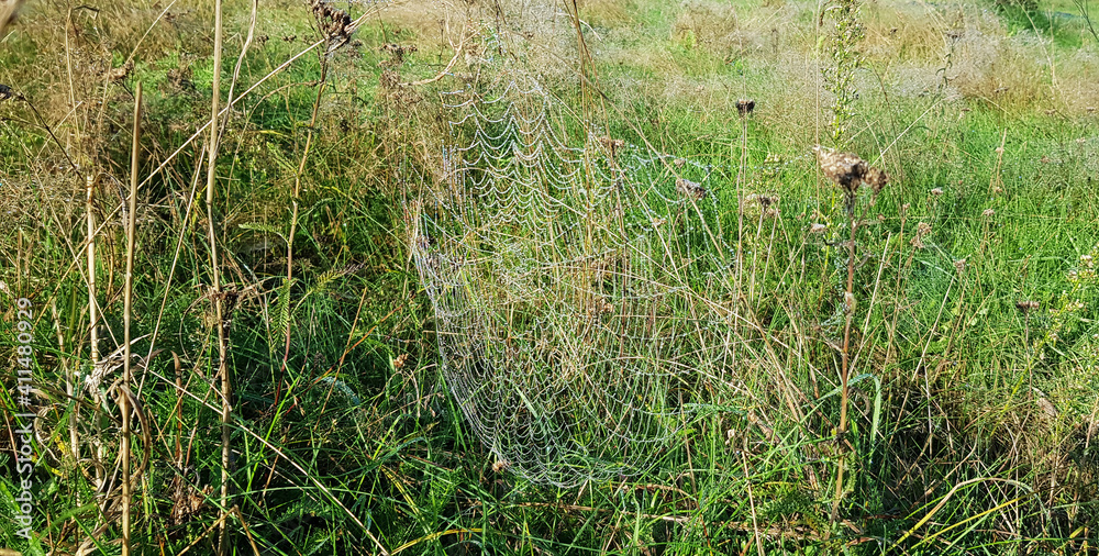 White gossamer with drops of morning dew at sunrise in the field, morning landscape in the meadow. White gossamer with drops of morning dew at sunrise in the field, morning landscape in the meadow.